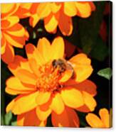 Honey Bee On Yellow Flower Canvas Print