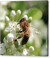 Honey Bee On White Flowers Canvas Print
