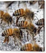 Honey Bees Fanning After Storm Canvas Print