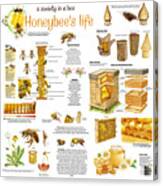 Honey Bees Infographic Canvas Print