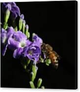 Honeybee On Golden Dewdrop Canvas Print