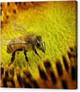 Honeybee On Sunflower Canvas Print