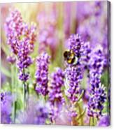 Honeybee Pollinating Lavender Flower Field Canvas Print