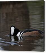 Hooded Merganser Preparing To Dive Canvas Print