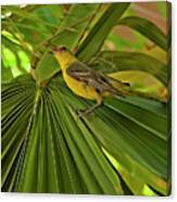 Hooded Oriole H03 Canvas Print