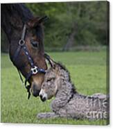 Horse And Donkey Canvas Print
