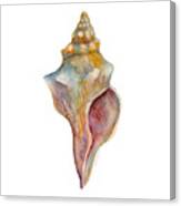 Horse Conch Shell Canvas Print