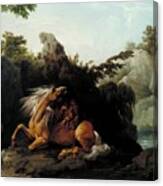 Horse Devoured  A Lion Canvas Print