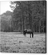 Horse In Pasture Canvas Print