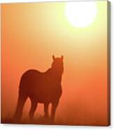 Horse Silhouette Canvas Print