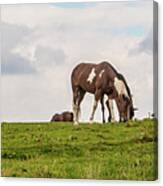 Horses And Clouds Canvas Print