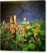 Horsetails Canvas Print