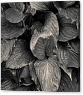 Hosta I Toned Canvas Print