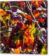 Hot Autumn Colors In The Vineyard 04 Canvas Print
