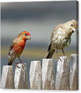 House Finch Family Canvas Print