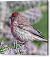 House Finch Male Canvas Print