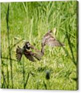House Sparrows In Flight Canvas Print