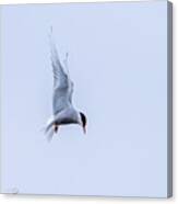 Hovering Arctic Tern Canvas Print