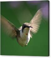 Hovering Hummingbird Canvas Print