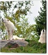 Howling Arctic Wolves Canvas Print