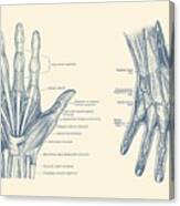 Human Hand Anatomy - Dual View - Vintage Diagram Canvas Print