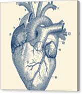 Human Heart Diagram - Vintage Anatomy Canvas Print