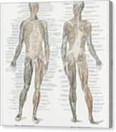 Human Musculature System Canvas Print