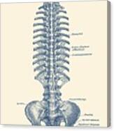 Human Spine And Pelvis - Simple Diagram - Vintage Anatomy Canvas Print