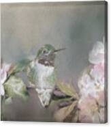 Hummingbird And Blossoms Canvas Print