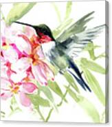 Hummingbird And Plumeria Canvas Print