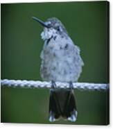 Hummingbird At Rest Canvas Print