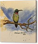 Hummingbird At Rest Canvas Print