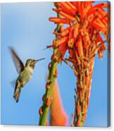 Hummingbird Flowers Canvas Print