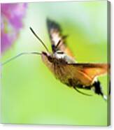 Hummingbird Hawk-moth Canvas Print