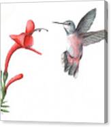 Hummingbird Ii Canvas Print