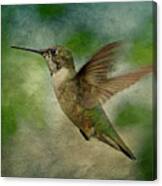 Hummingbird In Flight Ii Canvas Print