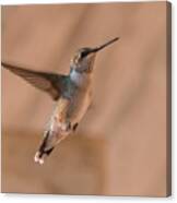 Hummingbird In Flight Canvas Print