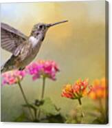 Hummingbird In The Garden Canvas Print