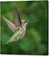 Hummingbird Canvas Print