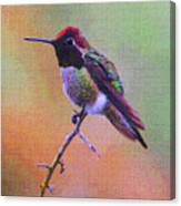 Hummingbird On A Stick Canvas Print