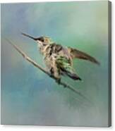 Hummingbird On Mint Canvas Print