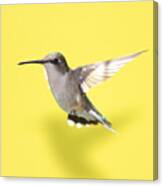 Hummingbird On Yellow 1 Canvas Print