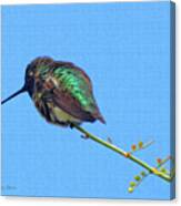 Hummingbird Resting Canvas Print