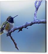 Hummingbird11 Canvas Print