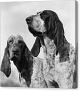 Hunting Dogs, C.1930s Canvas Print