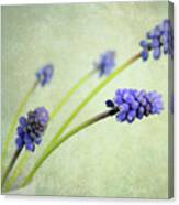 Hyacinth Grape Canvas Print