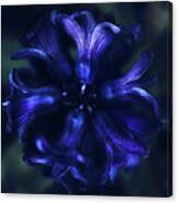 Hyacinth Canvas Print