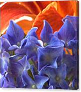 Hyacinth With Flames Canvas Print