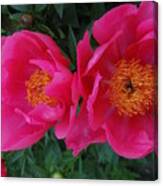 Hybrid Peonies Canvas Print