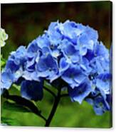 Hydrangea In Blue Canvas Print